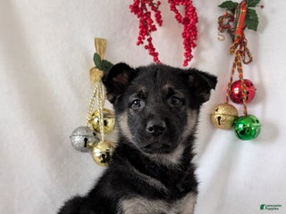 German Shepherd dogs Tommy - Ad 16