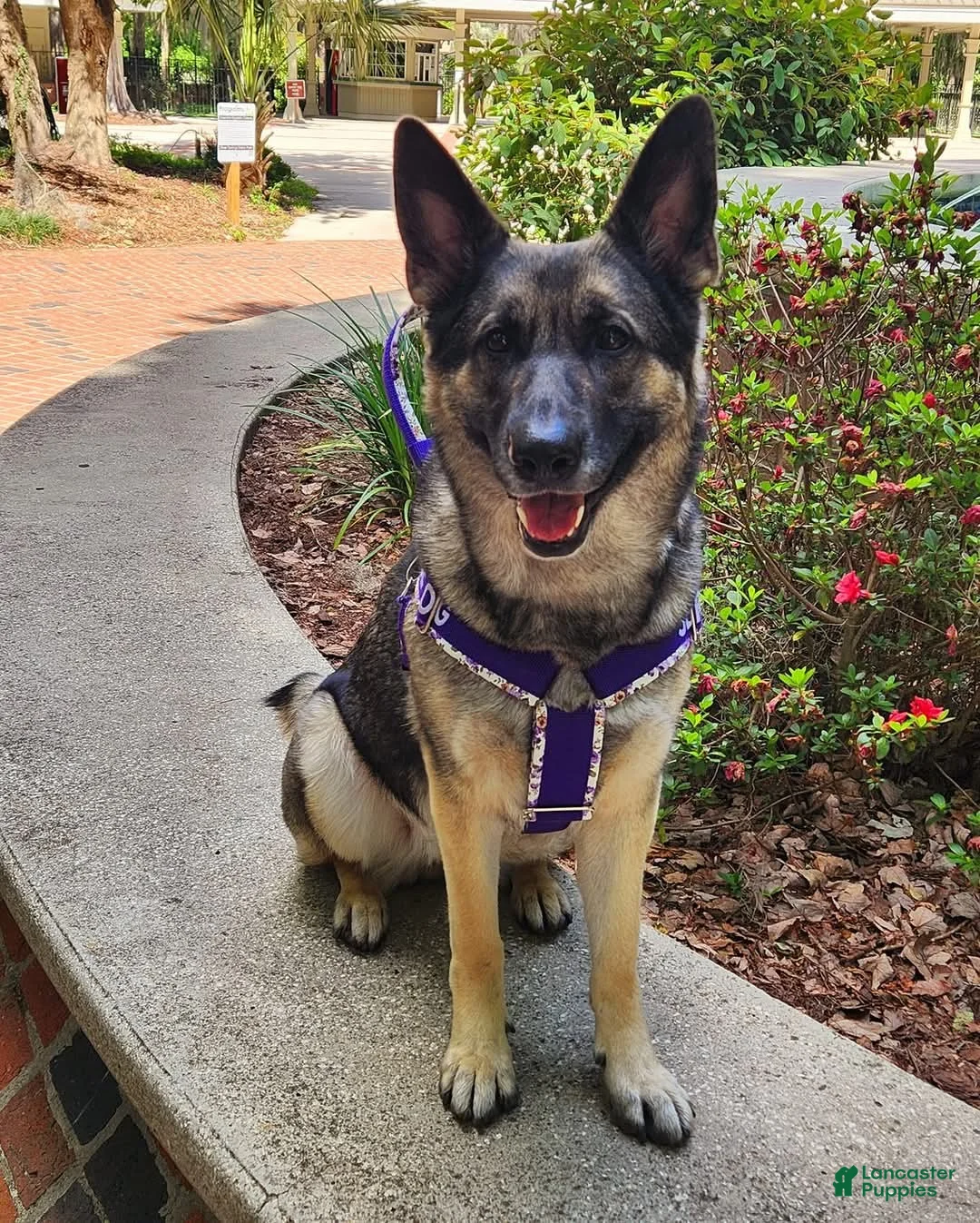 Gallery Image {{count}}