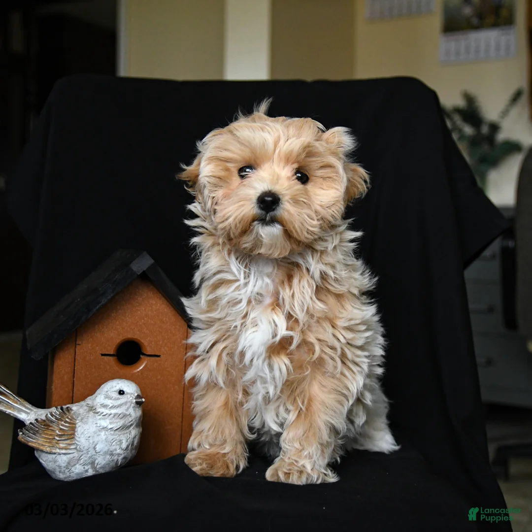 Maltipoo dogs for sale: Macie - Ad 2