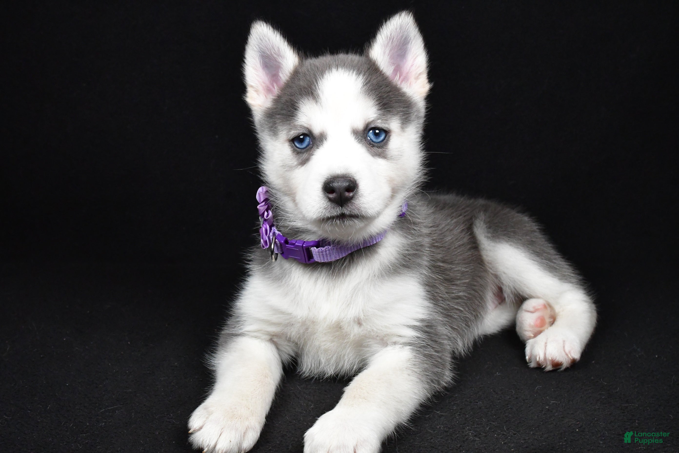 Pomsky dogs Tori - Ad 2