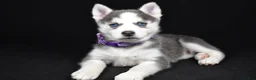 Pomsky dogs for sale: Tori - Ad 2