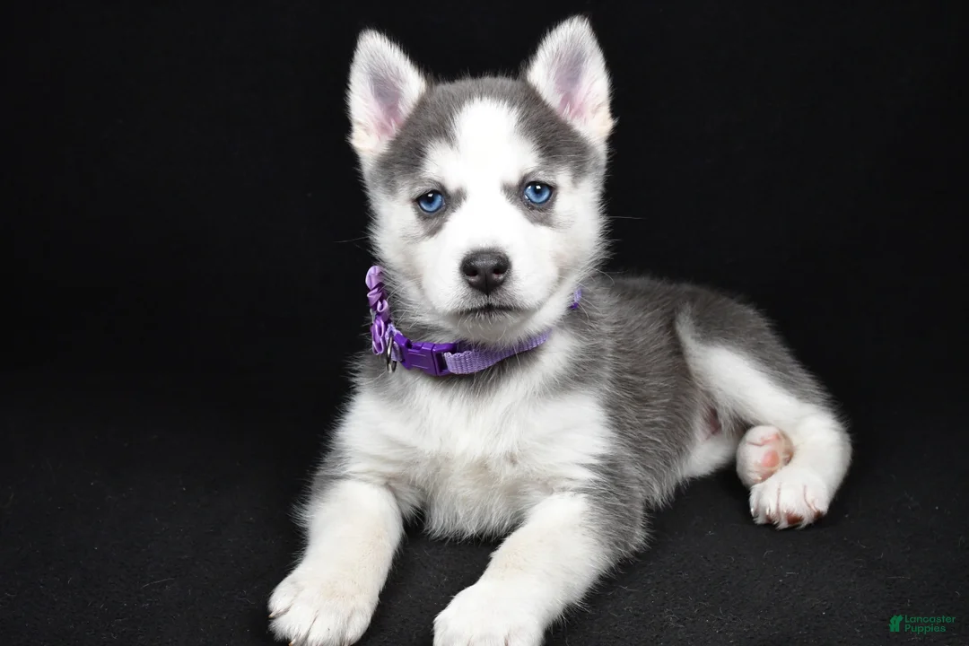 Pomsky dogs for sale: Tori - Ad 2