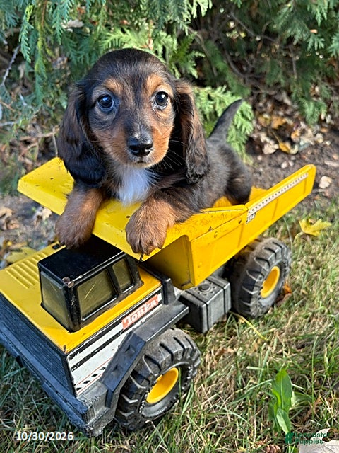 Dachshund dogs for sale: Cooper - Ad 2