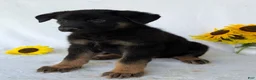 German Shepherd dogs for sale: Ben  - Ad 12