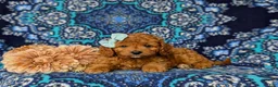 Mini Goldendoodle dogs for sale: Taylor 9 lbs Full Grown - Ad 5