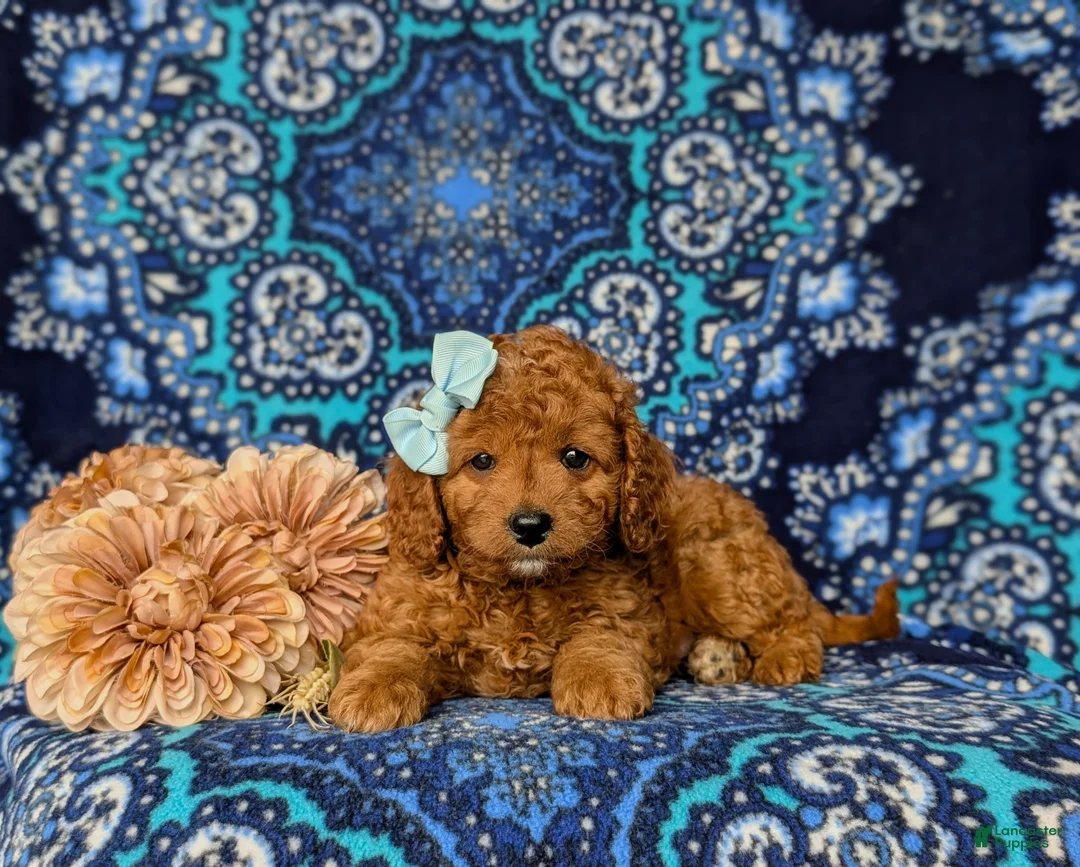 Mini Goldendoodle dogs for sale: Taylor 9 lbs Full Grown - Ad 5