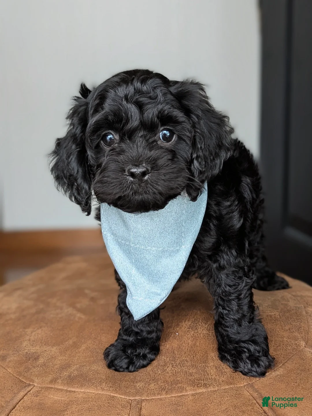 Cockapoo dogs for sale: Caspian -Blue Collar - Ad 1
