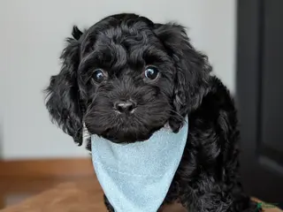 Cockapoo dogs for sale: Caspian -Blue Collar - Ad 2