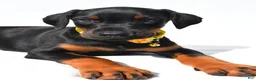 Doberman Pinscher dogs for sale: Bubba - Ad 5
