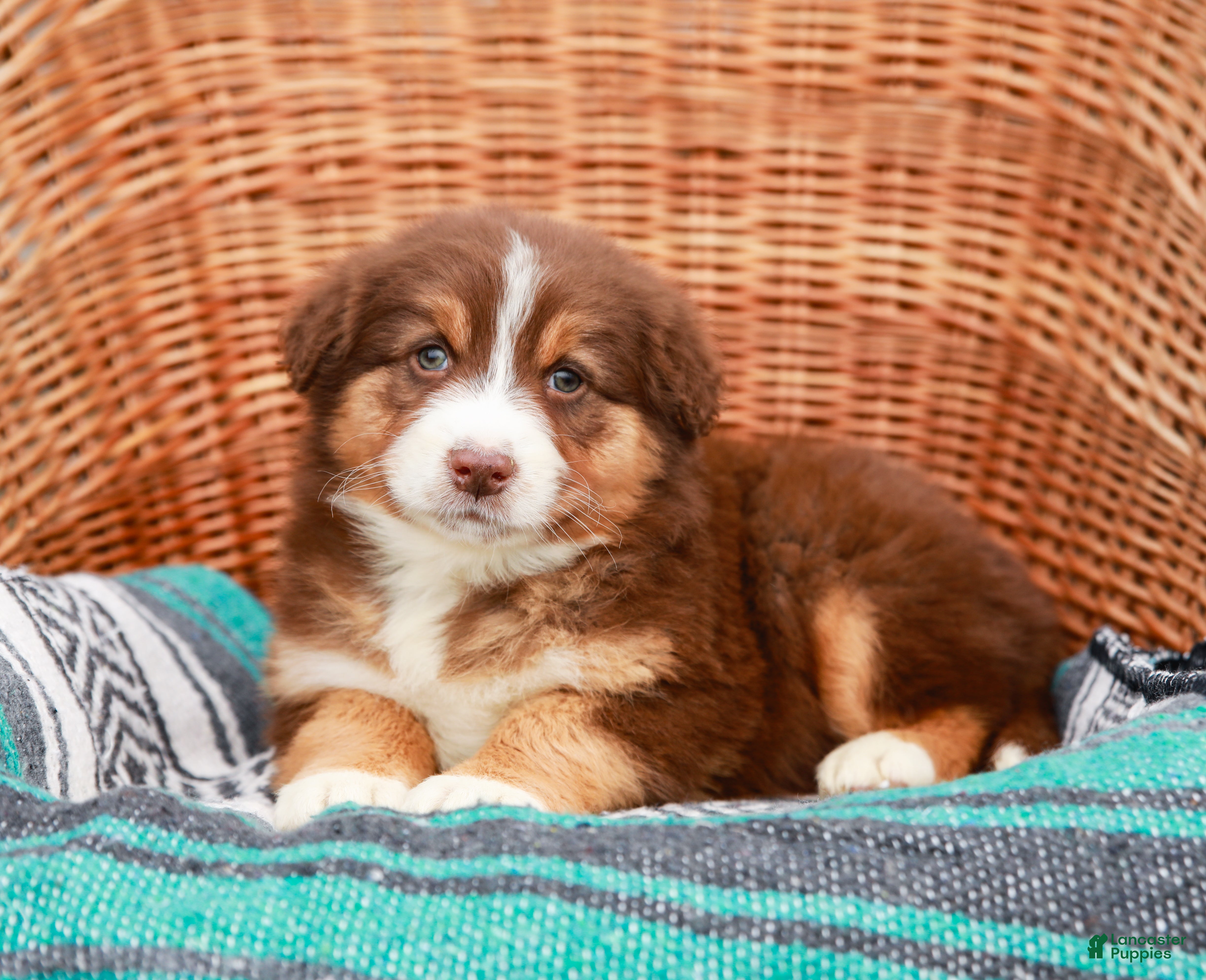 Australian Shepherd dogs Macy - Ad 2