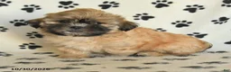 Shih Tzu dogs for sale: Pete - Ad 2