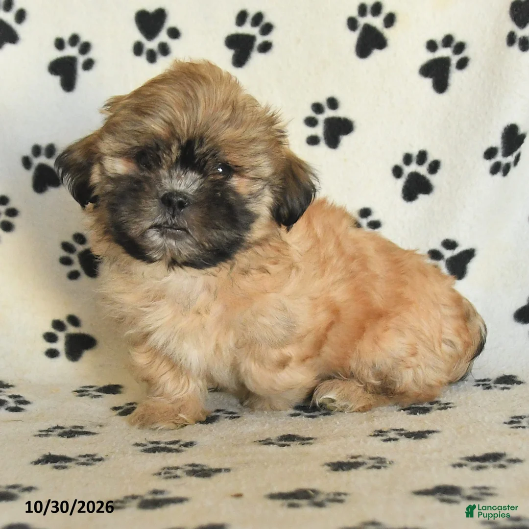 Shih Tzu dogs for sale: Pete - Ad 2