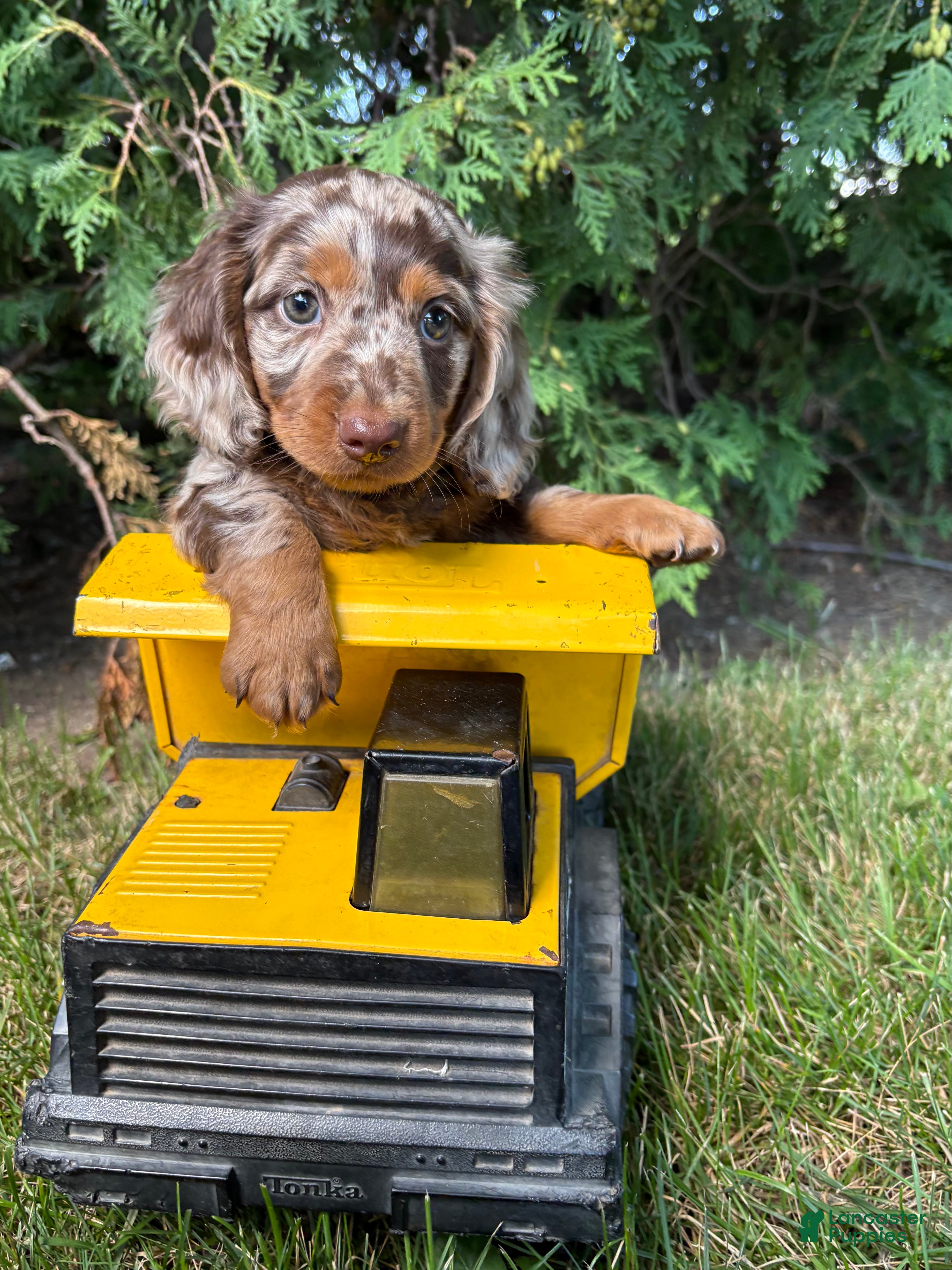 Dachshund dogs Asher - Ad 1