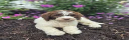 Bernedoodle dogs for sale: Callie - Ad 3