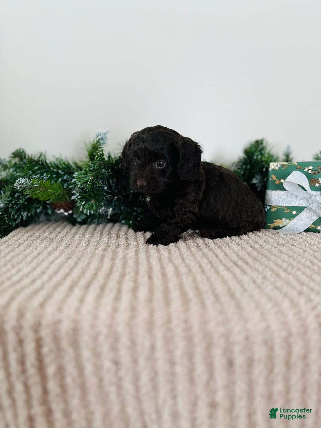 Mixed Breed dogs for sale: Rudolph - Ad 5
