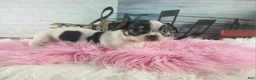 Chihuahua dogs for sale: Debras blk white girl. Hand Delivery  - Ad 8
