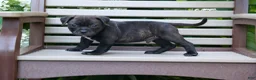 Staffordshire Bull Terrier dogs for sale: Moose 🐶 - Ad 3