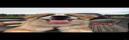 Mixed Breed dogs for sale: Zero - Ad 5