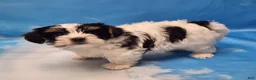 Biewer Terrier dogs for sale: Archie - Ad 5
