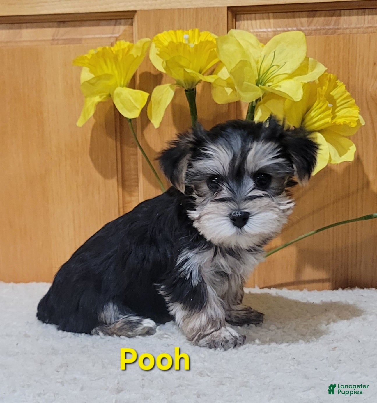Morkie dogs Pooh - Ad 1