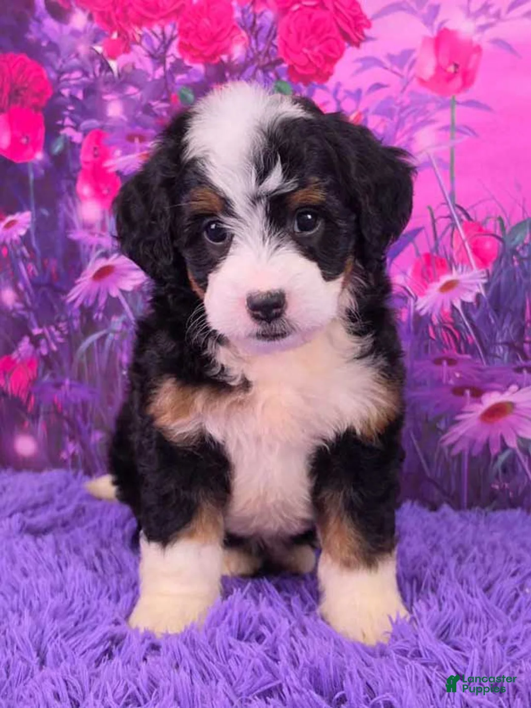 Mini Bernedoodle dogs for sale: Hopscotch - Ad 1