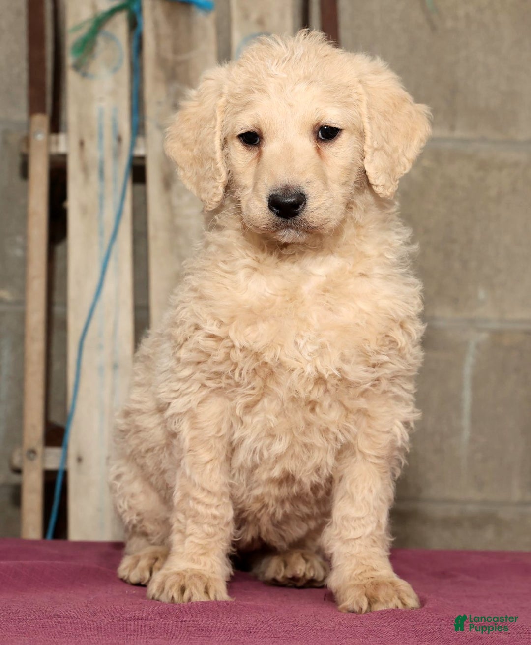 Labradoodle dogs for sale: Reese - Ad 2