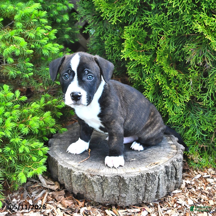 Mixed Breed dogs Jalopy - Ad 2