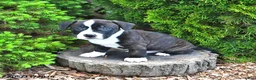 Mixed Breed dogs for sale: Jalopy - Ad 2