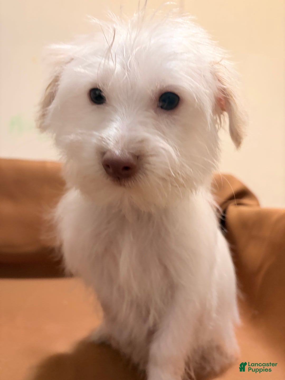 Morkie dogs for sale: Snowy - Ad 3