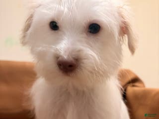 Morkie dogs Snowy - Ad 22