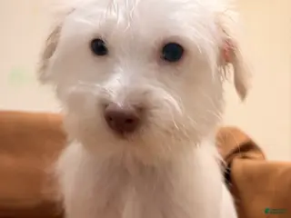 Morkie dogs Snowy - Ad 15