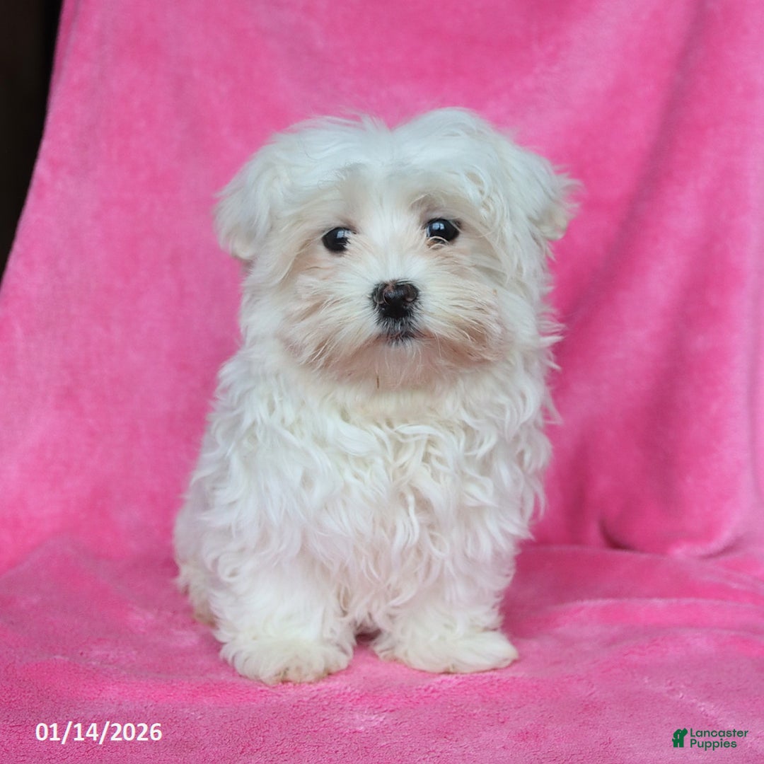 Maltese dogs for sale: Princess - Ad 1