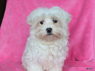 Maltese dogs Princess - Ad 20