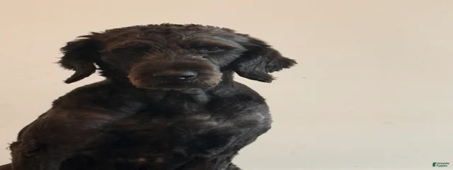 Apollo