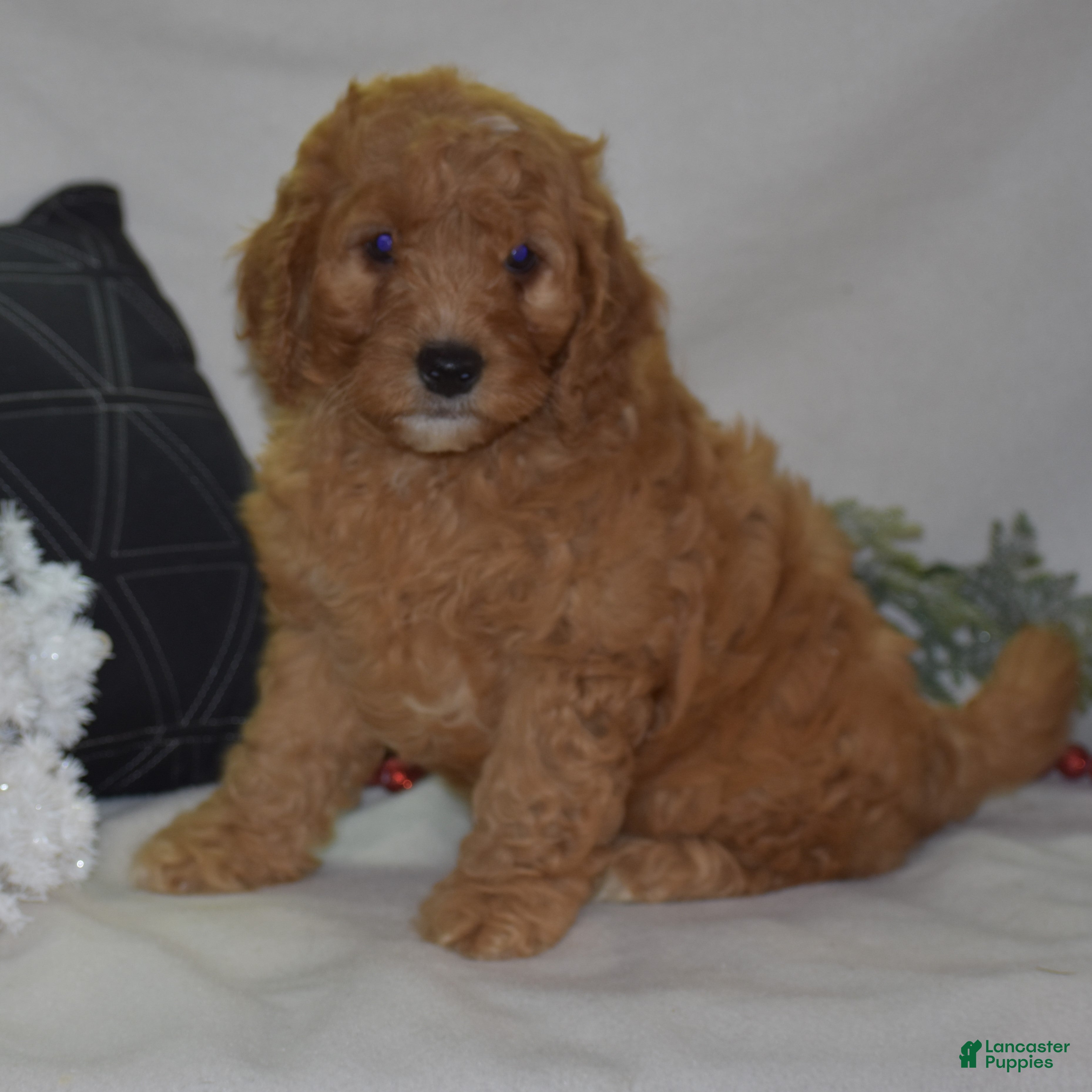Mini Goldendoodle dogs Gregy - Ad 5