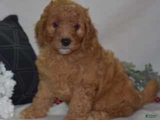 Mini Goldendoodle dogs Gregy - Ad 5