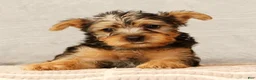 Yorkshire Terrier dogs for sale: Heather - Ad 6