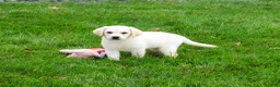 Labrador Retriever dogs for sale: Whitney  - Ad 3
