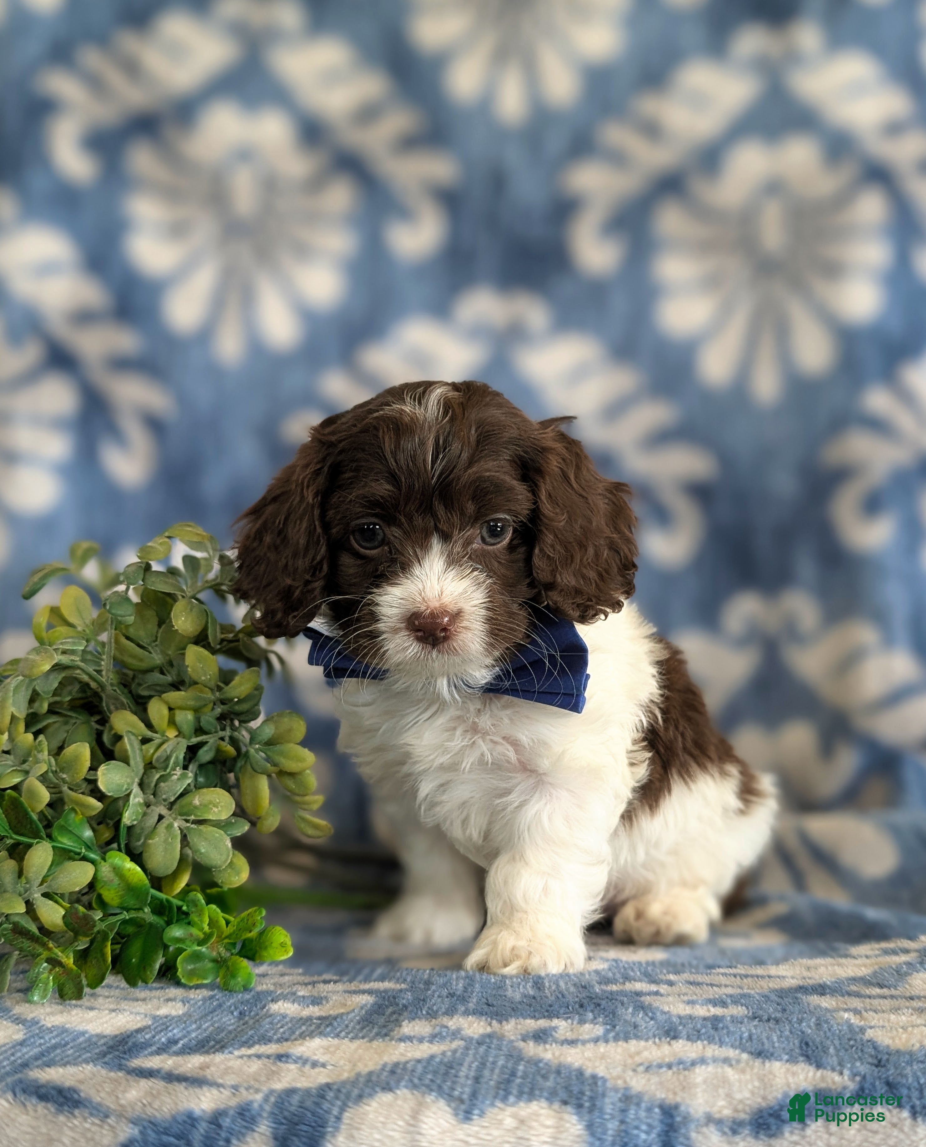 Cockapoo dogs Kilian - Ad 2