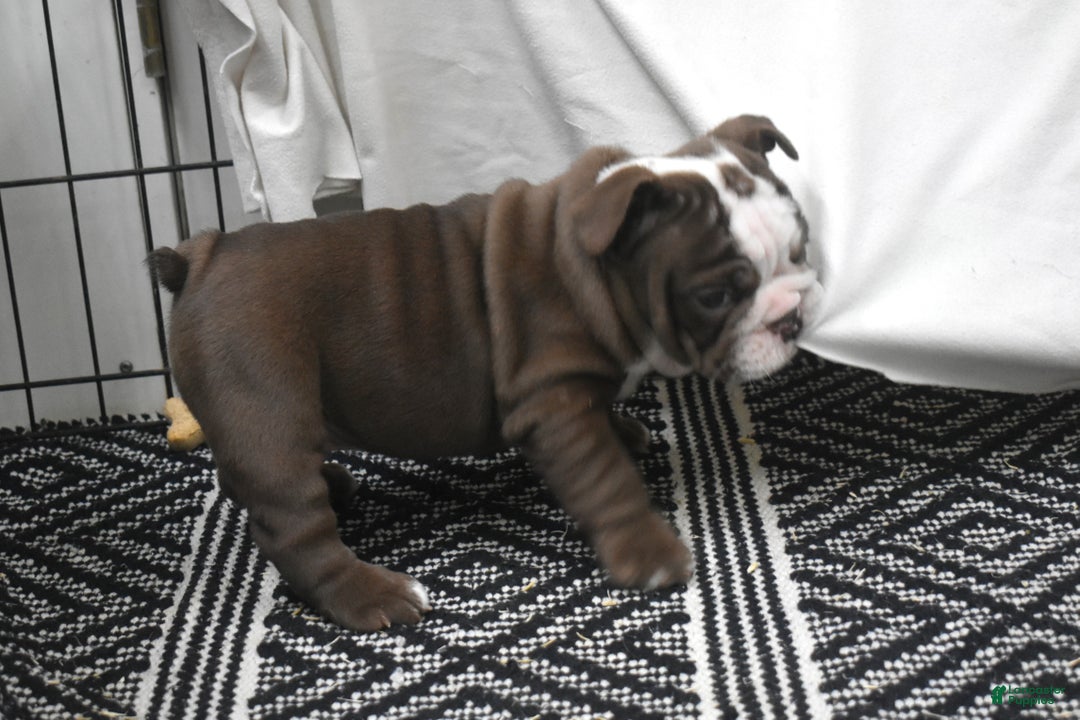 English Bulldog dogs for sale: Archy - Ad 4