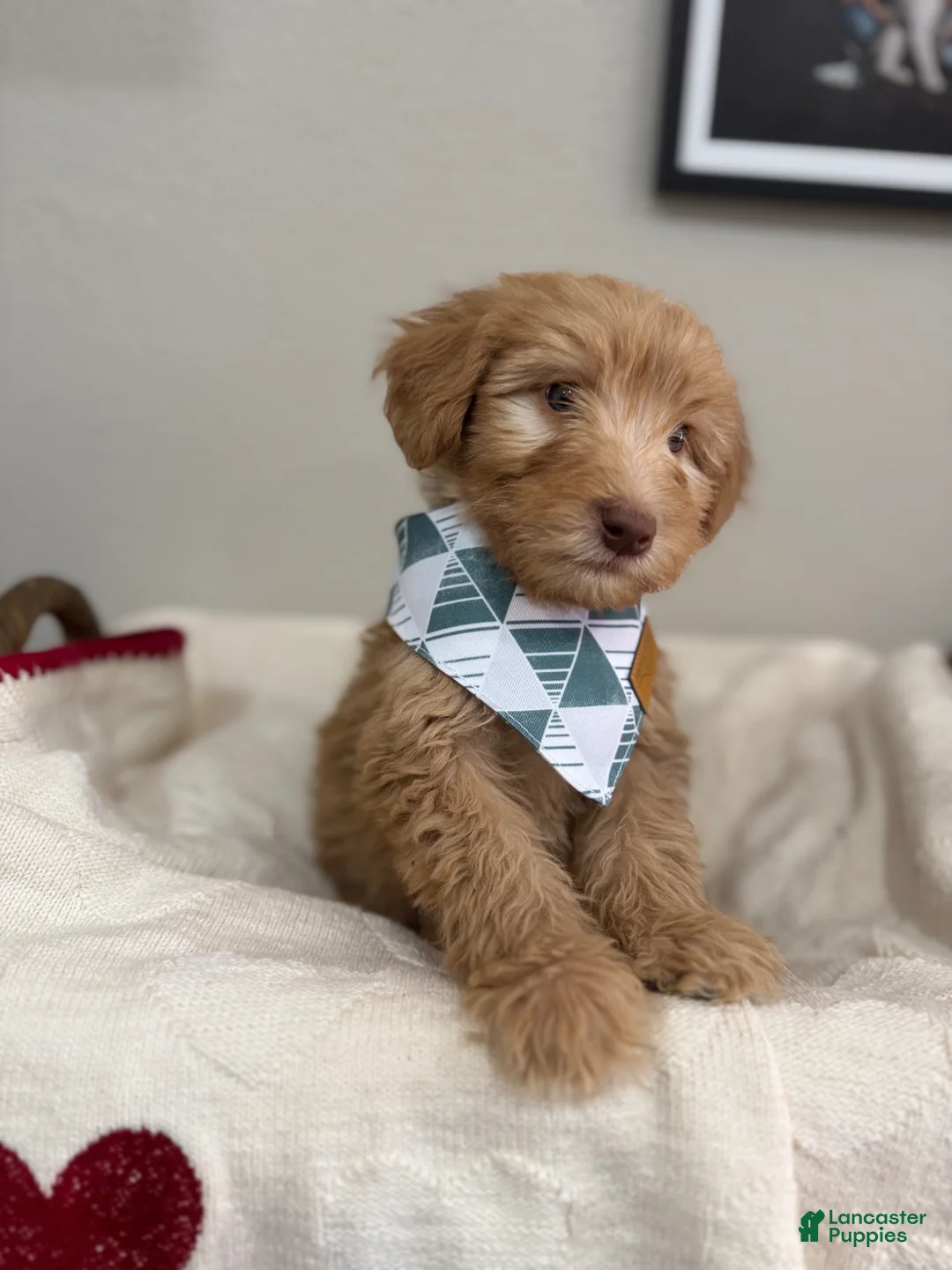 Mini Bernedoodle dogs for sale: Mini Bernedoodle Biscotti-Red Collar - Ad 2