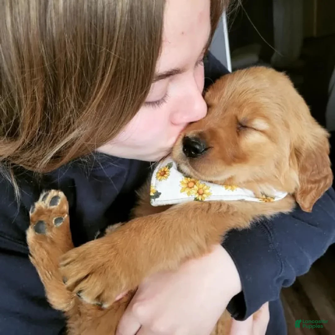 Golden Retriever dogs for sale: Golden Retriever Puppy 1 - Ad 5