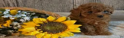 Toy Poodle dogs for sale: Ronald - Ad 3