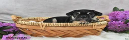 French Bulldog dogs for sale: Hero - Ad 3