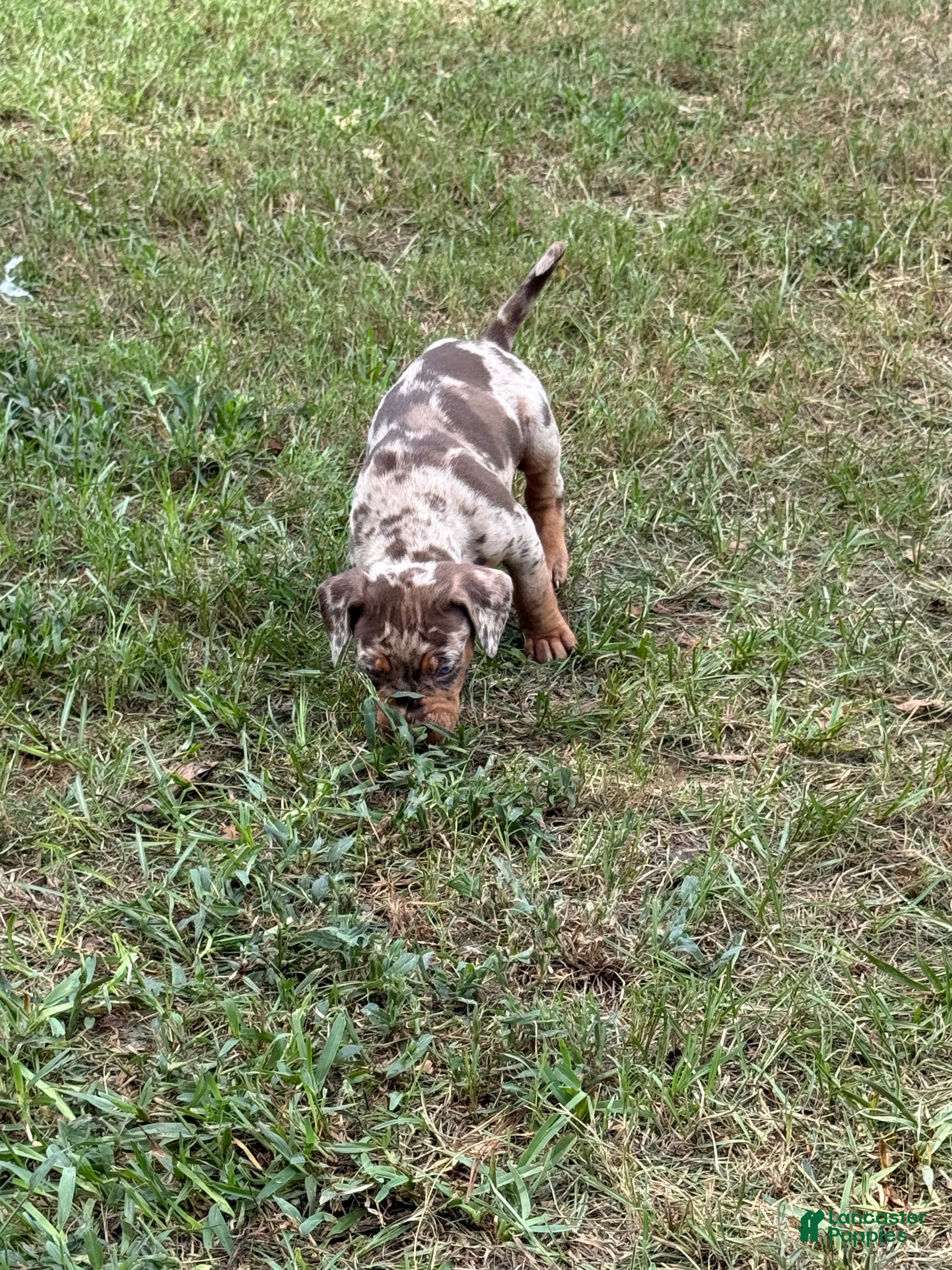 Catahoula Leopard Dog dogs for sale: Bandit - Ad 2