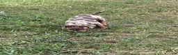 Catahoula Leopard Dog dogs for sale: Bandit - Ad 2