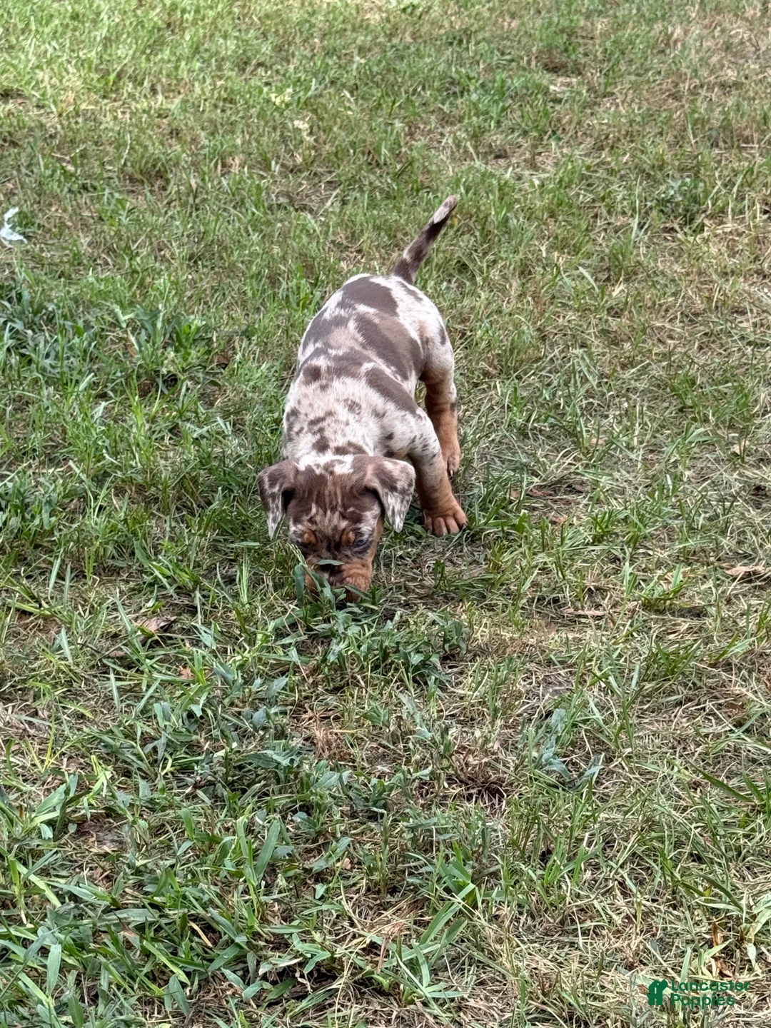 Catahoula Leopard Dog dogs for sale: Bandit - Ad 2
