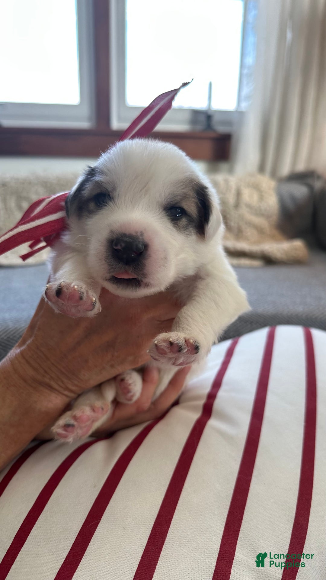 Great Pyrenees dogs for sale: Red - Ad 1