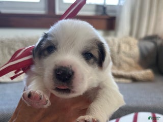 Great Pyrenees dogs Red - Ad 21