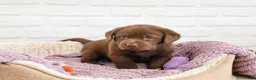 Labrador Retriever dogs for sale: Skye  - Ad 3